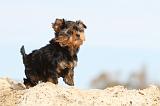 YORKSHIRE TERRIER 018